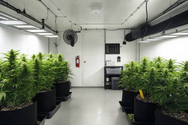 Errores de seguridad al cultivar cannabis en casa y cómo evitarlos desde el primer día
